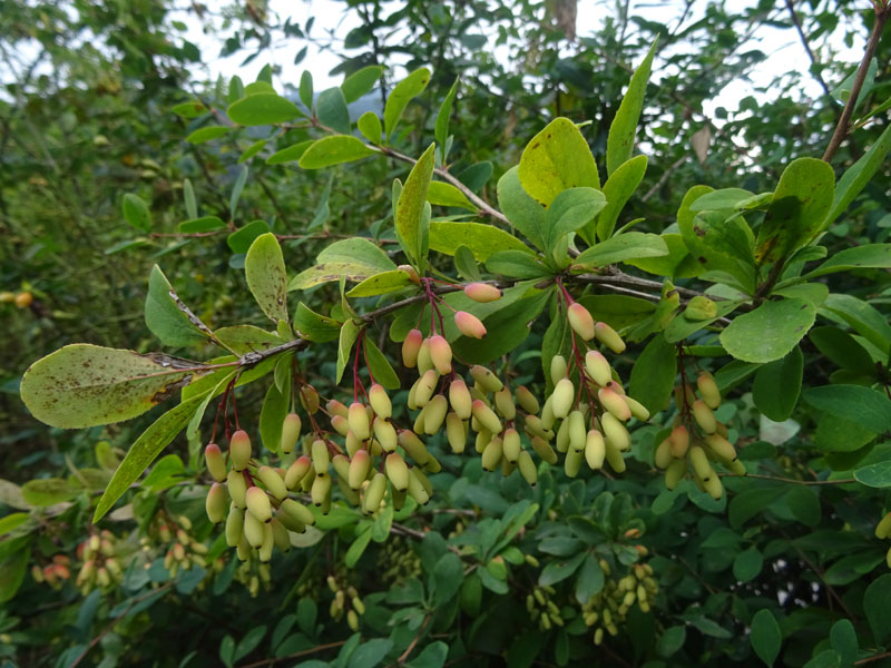 Berberis vulgaris - Berberidaceae: Crespino comune